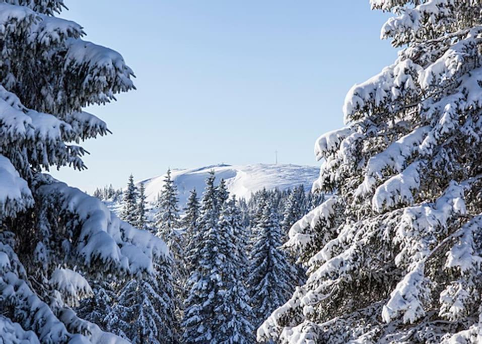 Ferienwohnung Lotti + Hochschwarzwald Card Titisee-Neustadt Zewnętrze zdjęcie