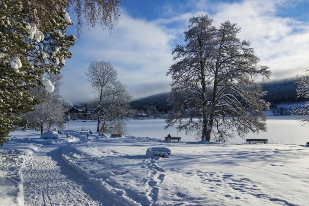 Ferienwohnung Lotti + Hochschwarzwald Card Titisee-Neustadt Zewnętrze zdjęcie